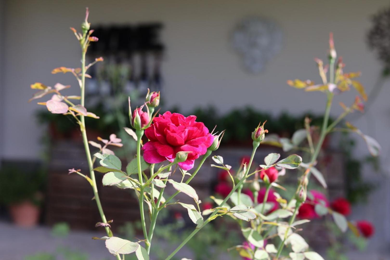 Braida Wine Resort Rocchetta Tanaro ภายนอก รูปภาพ